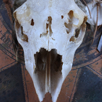 NEW! Authentic Native American Animal Spirit Wall Piece with Ram Skull,Jaw,Horn and Hoof, Beaded Findings, Shells, Leather and Carved Wood