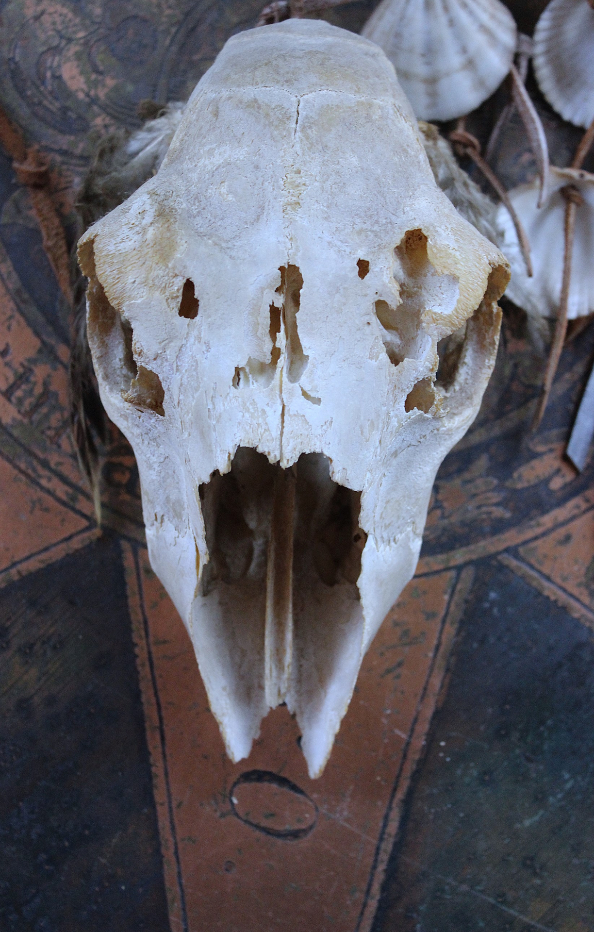 NEW! Authentic Native American Animal Spirit Wall Piece with Ram Skull,Jaw,Horn and Hoof, Beaded Findings, Shells, Leather and Carved Wood